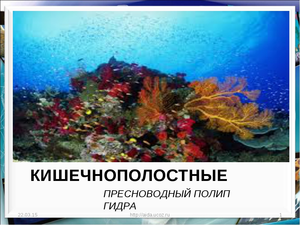 Кракен 15at